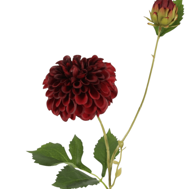 Dahlia hillcrest bordeaux