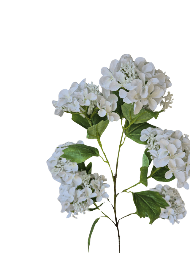 Viburnum wild wit