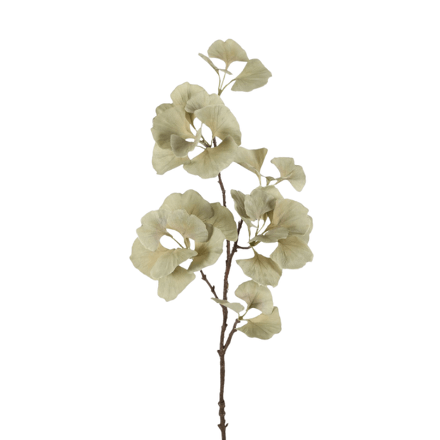Ginkgo blad groen