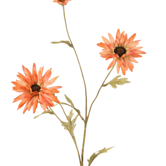 Daisy spray oranje