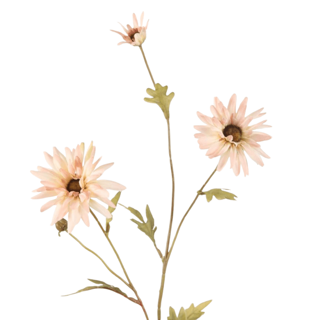 Daisy spray pink
