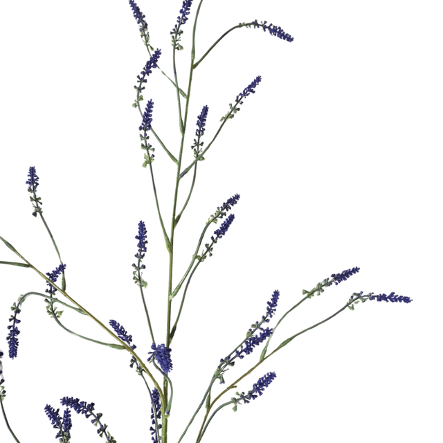 Melilotus paars