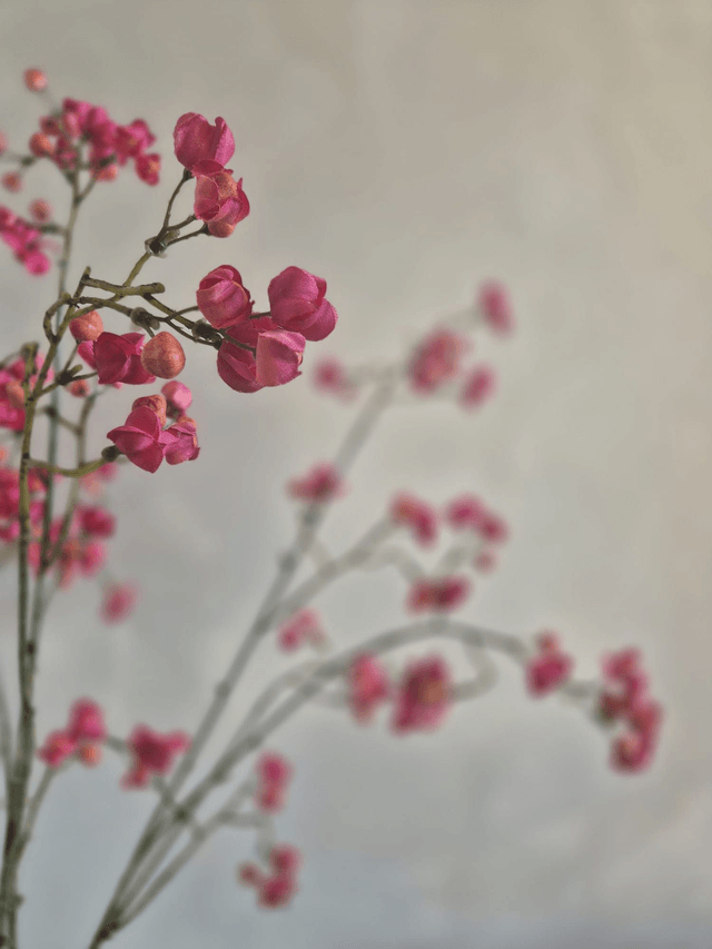 Bittersweet fuchsia