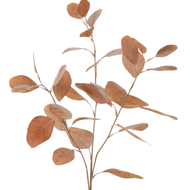 Eucalyptus oranje