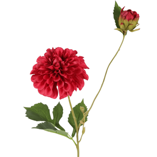 Dahlia hillcrest spray fushia