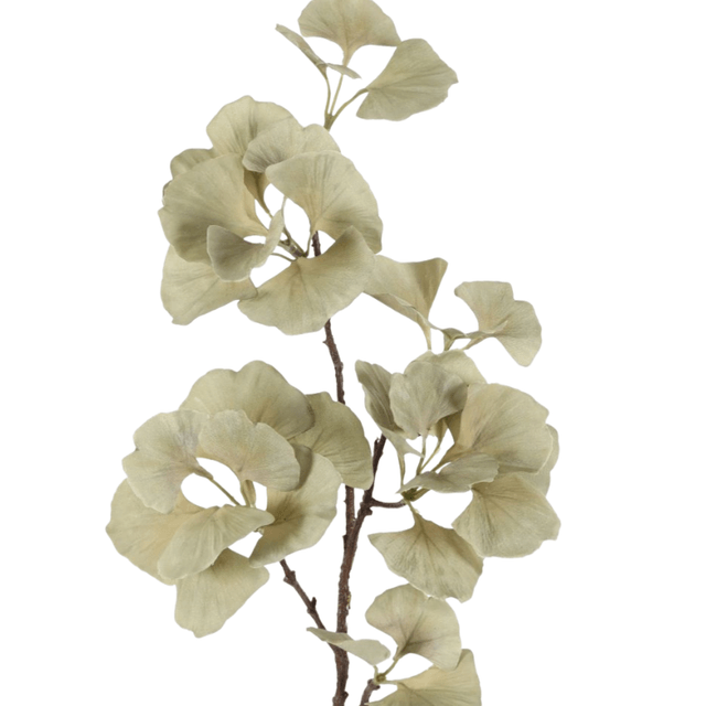 Ginkgo blad groen