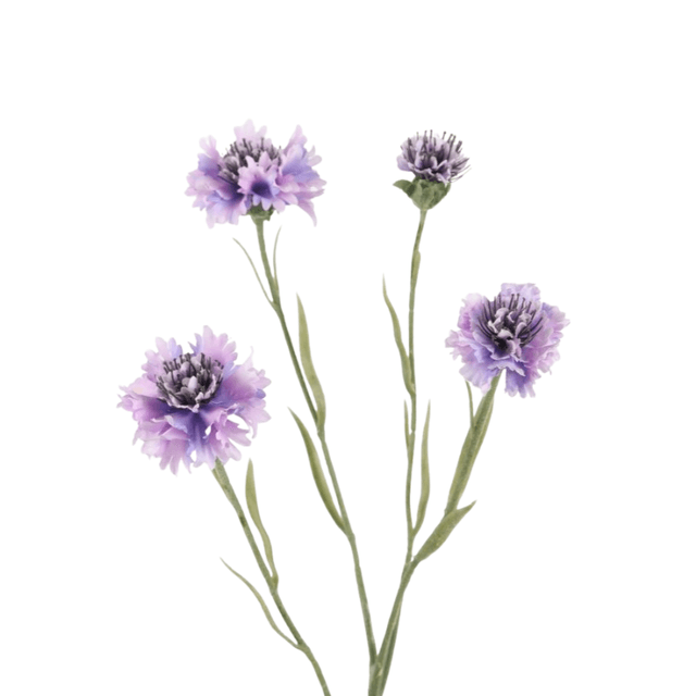Korenbloem lila