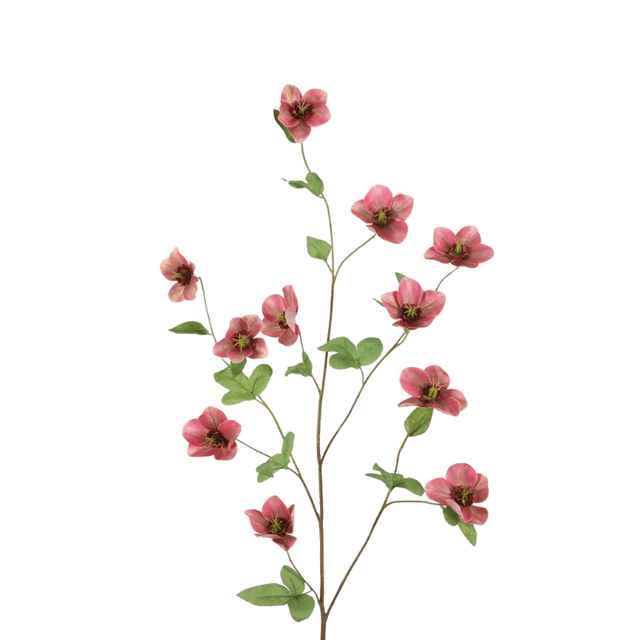 Helleboris Roze 113 cm