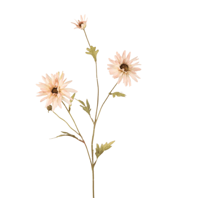Daisy spray pink