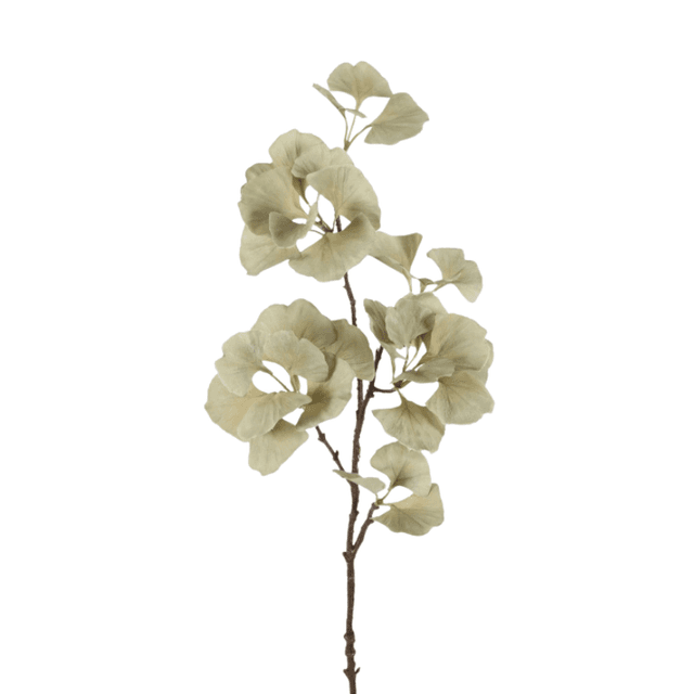 Ginkgo blad groen