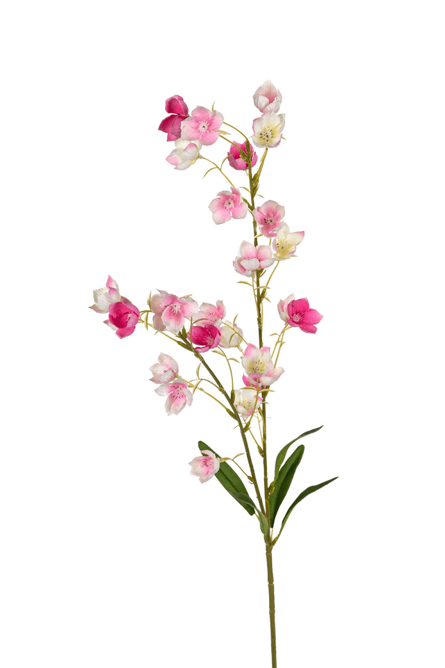 Campanula roze\wit