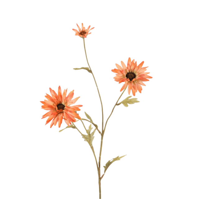 Daisy spray oranje