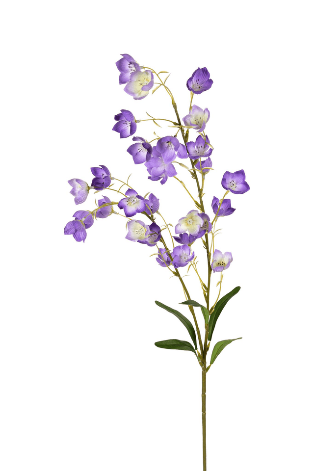 Campanula paars