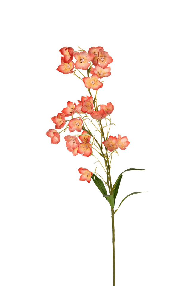 Campanula peach