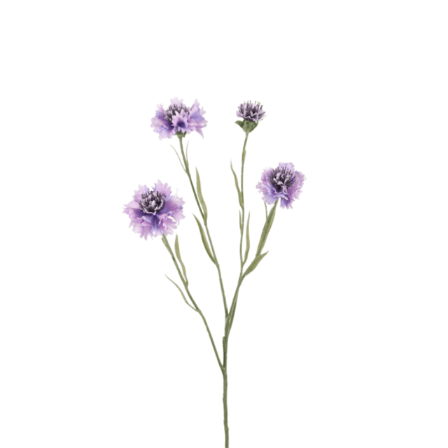 Korenbloem lila