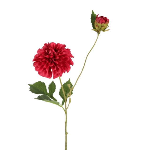 Dahlia hillcrest spray fushia