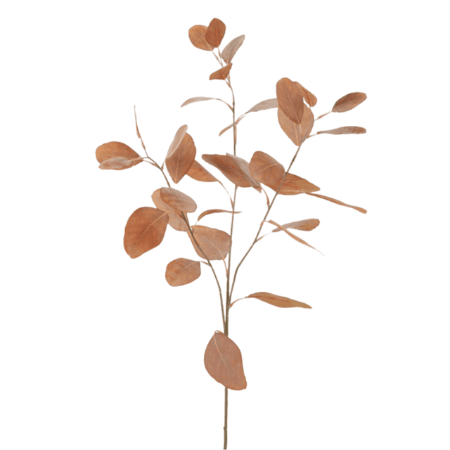 Eucalyptus oranje