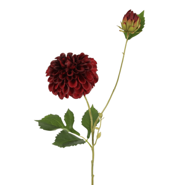 Dahlia hillcrest bordeaux