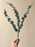 Eucalyptus tak groen