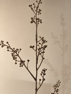 Berry Spray | Een warme bessentak voor herfst en winter.