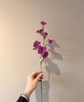 Zijden Sweetpea Lathyrus