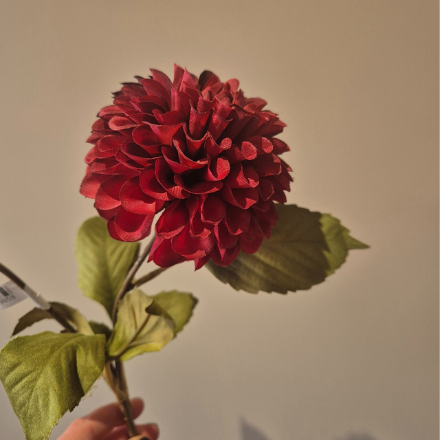 Dahlia Burgundy/Bordeaux – Elegantie en diepe kleur in huis.