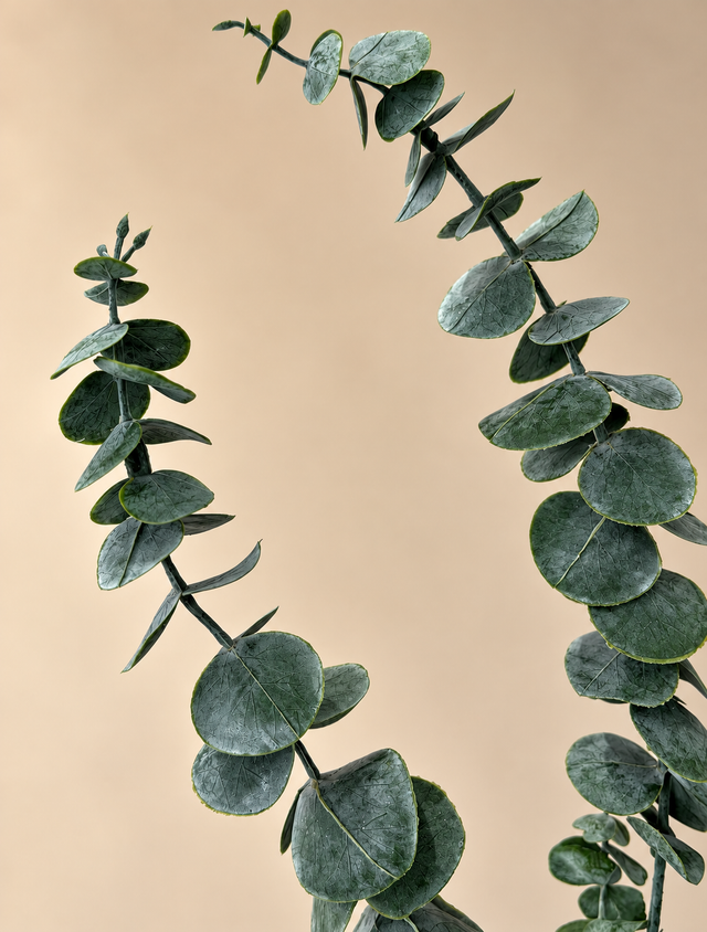 Eucalyptus tak groen