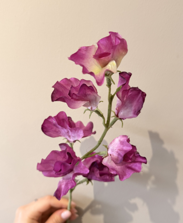 Zijden Sweetpea Lathyrus