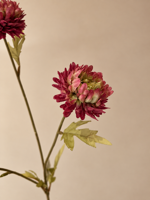 Aster Stem | Een warme bordeauxrode zijde bloem voor het najaar