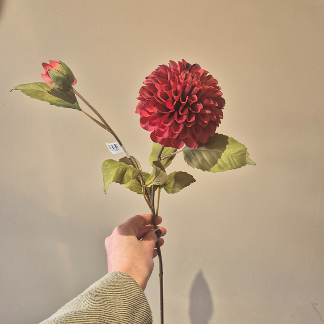 Dahlia Burgundy/Bordeaux – Elegantie en diepe kleur in huis.
