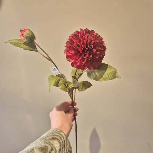 Dahlia Burgundy/Bordeaux – Elegantie en diepe kleur in huis.