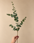 Eucalyptus Spray | De groene basis die ieder boeket compleet maakt.