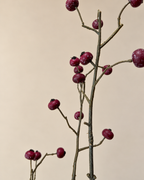 Rosehip Spray | Een warme bordeauxrode sfeermaker voor herfst en winter